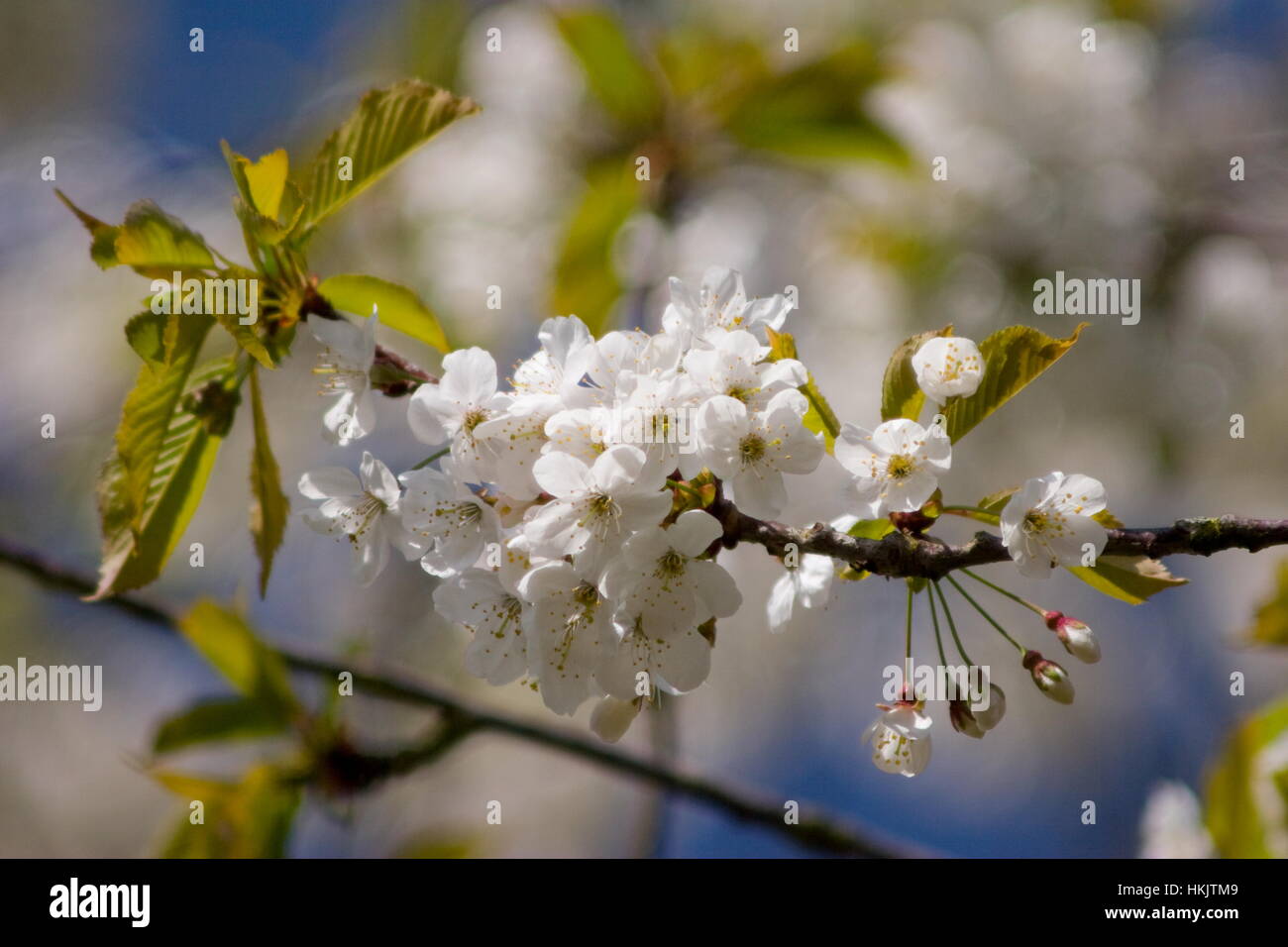 White Cherry tree blossom, Prunus avium plena Basingstoke,Hampshire Stock Photo Alamy