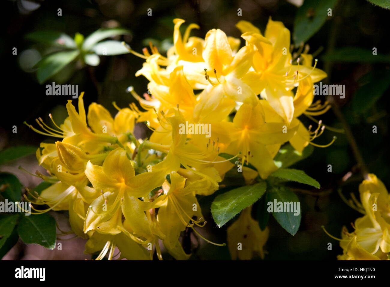 Yellow flowered Azalea, Azalea deciduous pontica Tekels Park,Camberley,Surrey Stock Photo