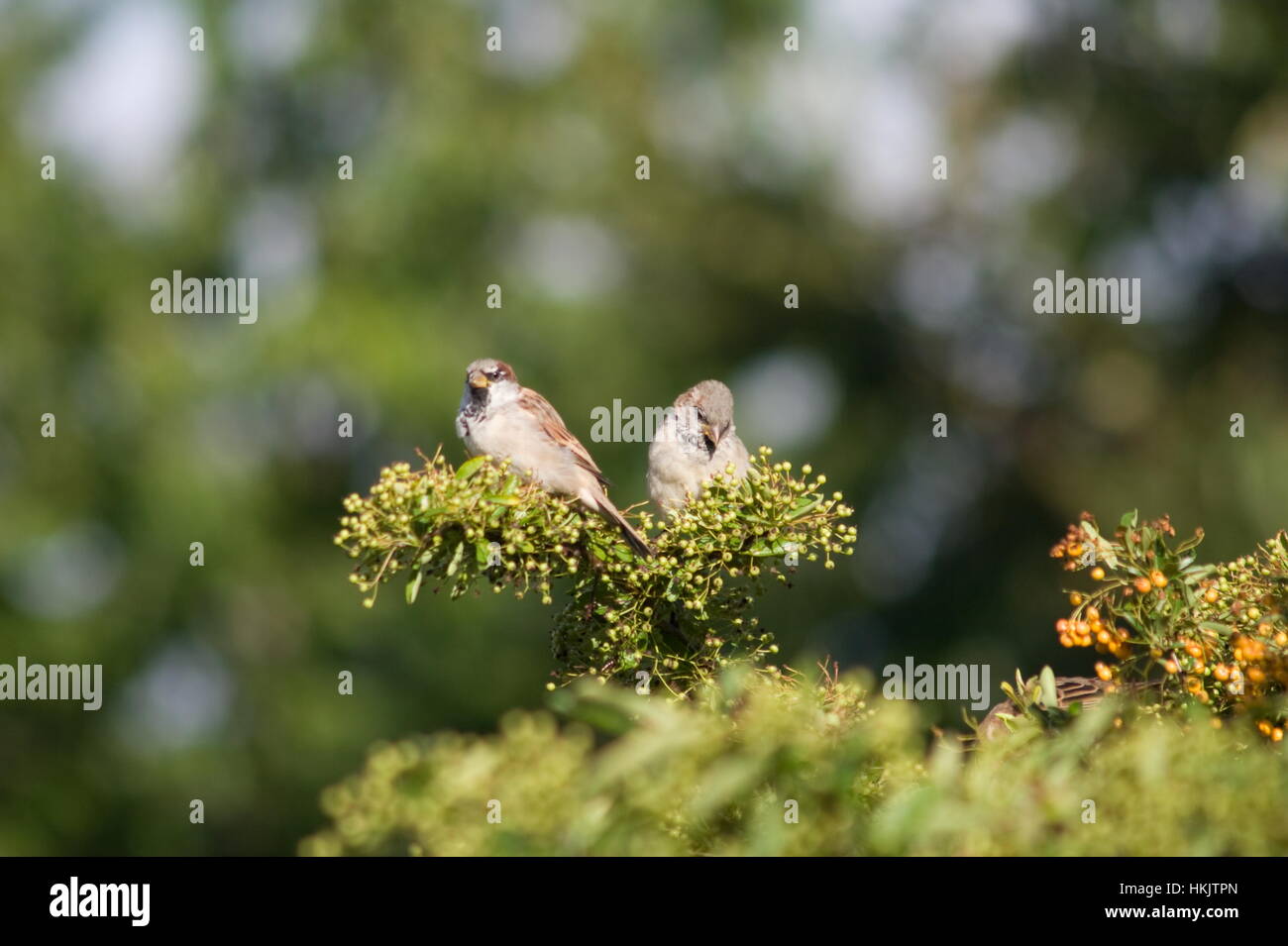 Sparrows Passer domesticus on a Pyracantha bush,Basingstoke,Hampshire Stock Photo