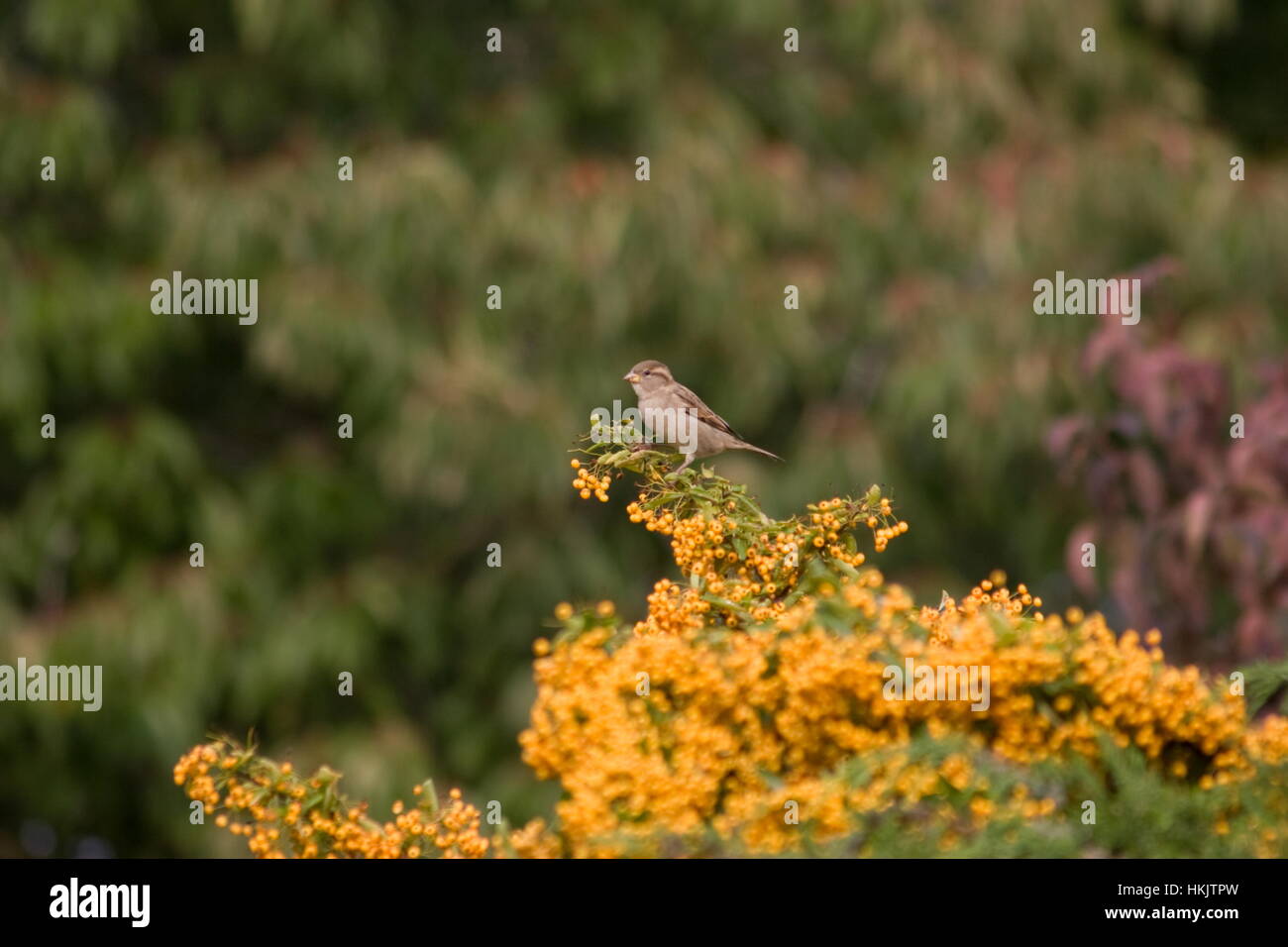 Sparrows Passer domesticus on a berry laden Pyracantha bush, Stock Photo