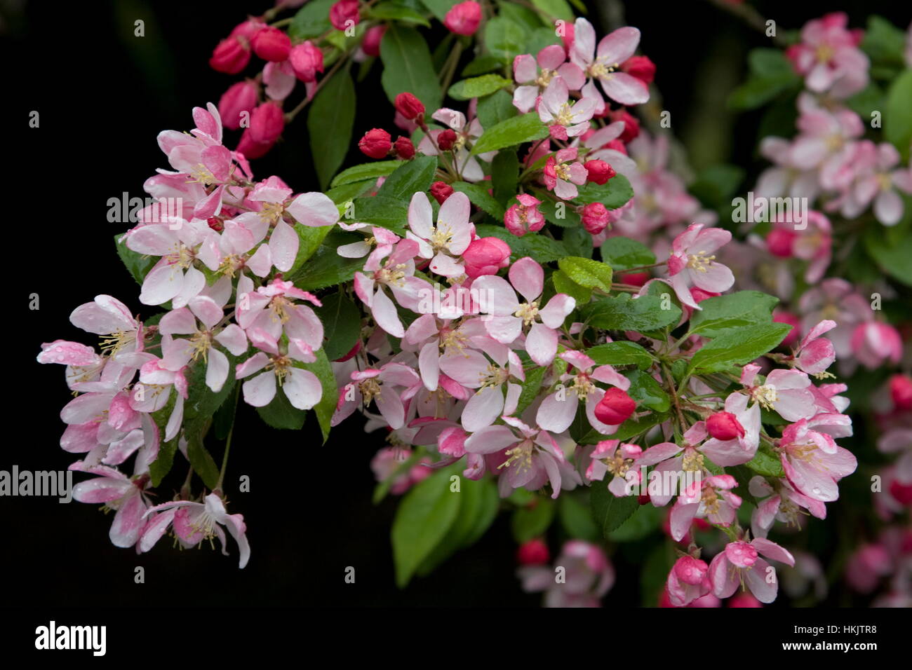 Crab Apple Malus floribunda tree in blossom Stock Photo Alamy