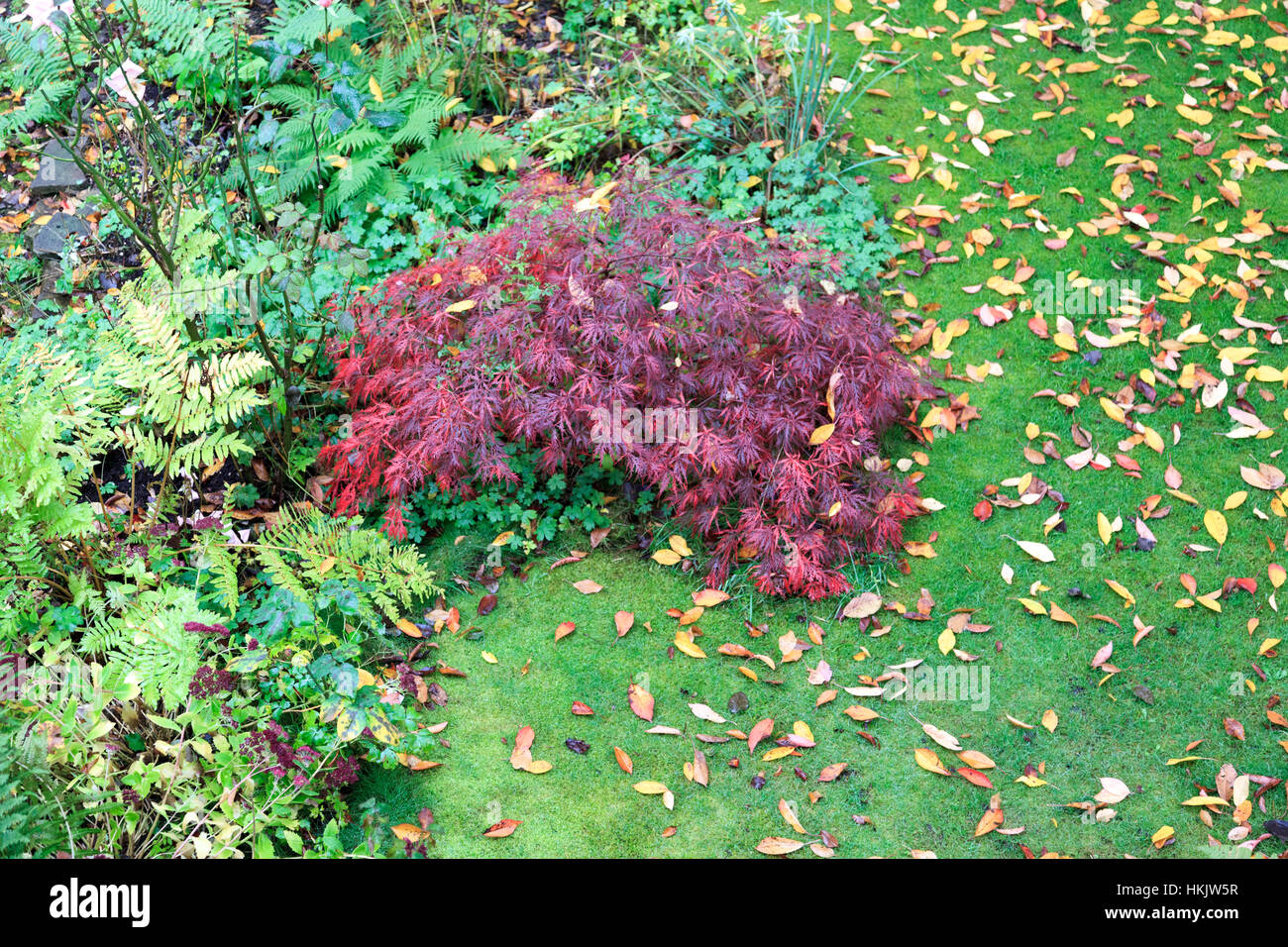 Acer palmatum Dissectum Garnet Japanese maple in autumn Stock Photo