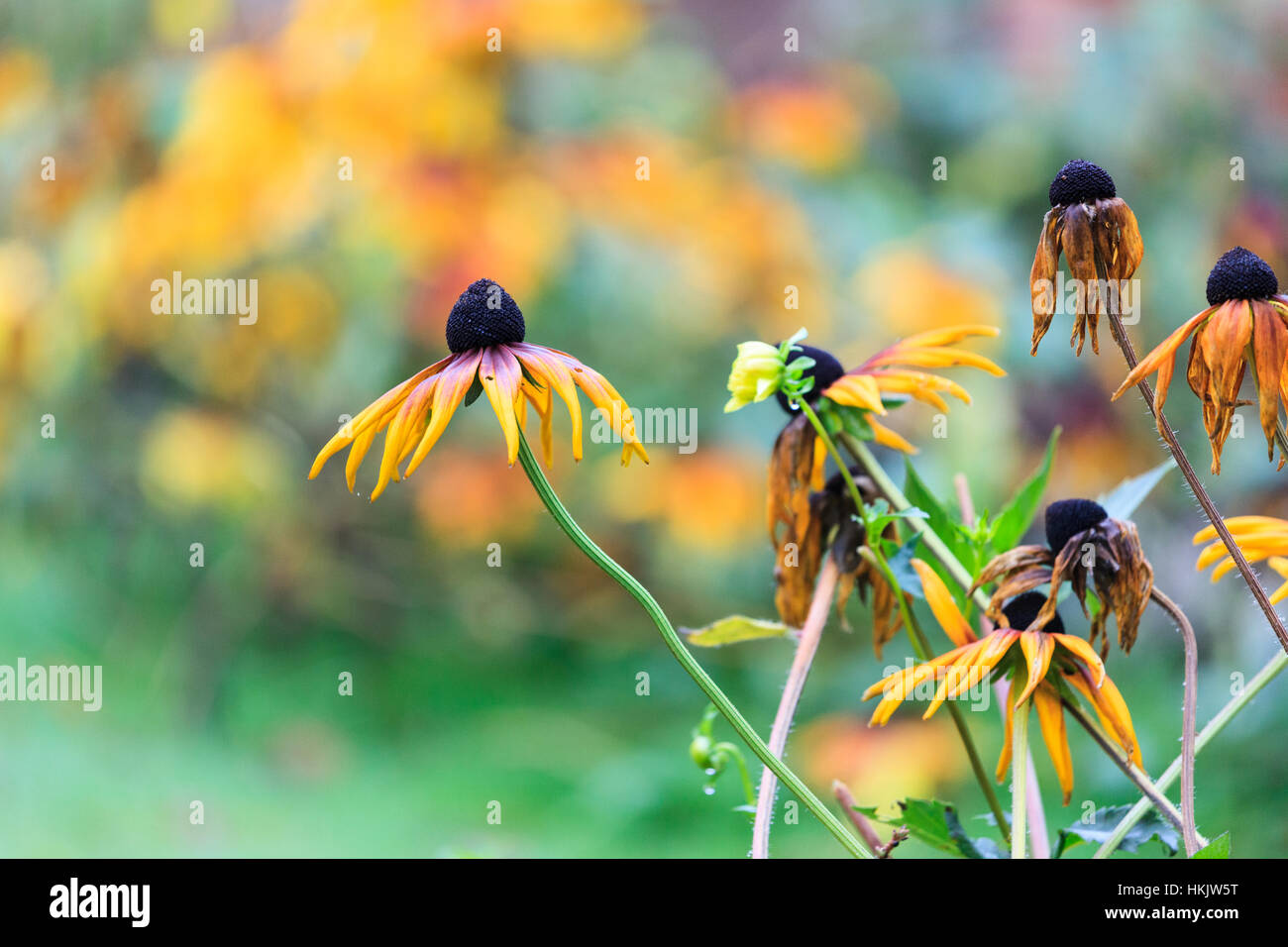 Fall Rudbeckia Rudbeckia (black-eyed Susan) in late autumn Stock Photo - Alamy