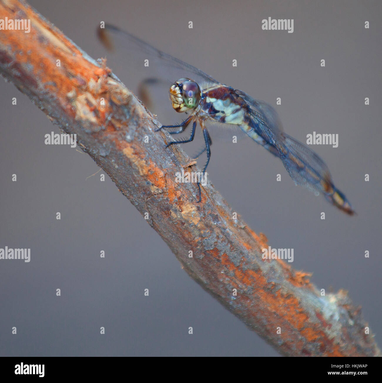 Dead stick hires stock photography and images Alamy