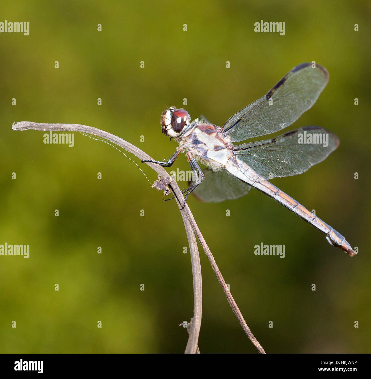 Brown eyed dragonfly on a stick with a green background Stock Photo - Alamy