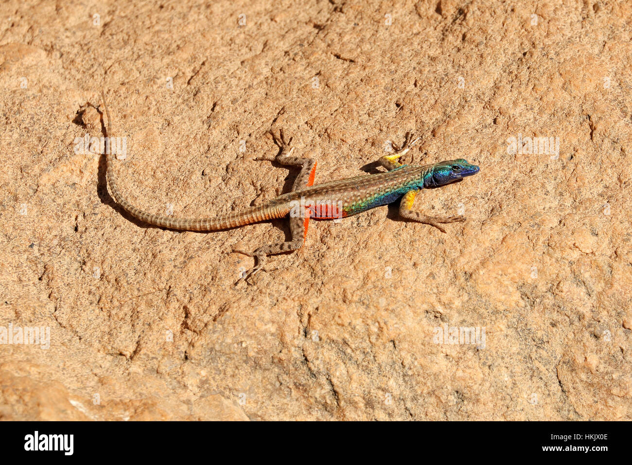 A colorful male Broadleys flat lizard (Platysaurus broadleyi) basking, South Africa Stock Photo