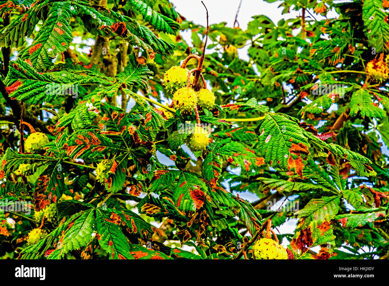 Kastanien am baum, chestnuttree Stock Photo