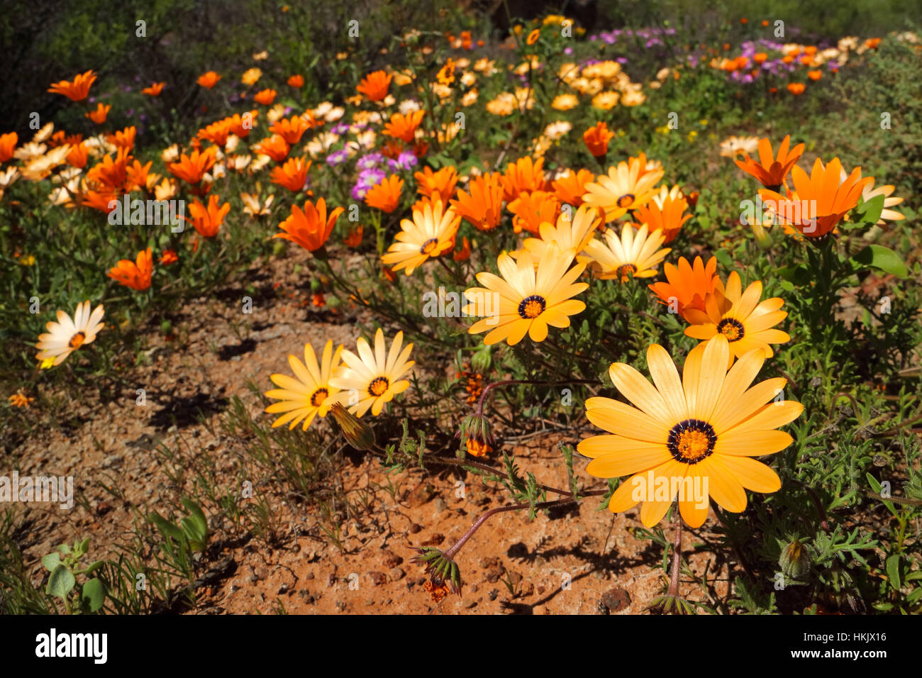Colorful Namaqualand daisies (Dimorphotheca pluvialis), South Africa Stock Photo