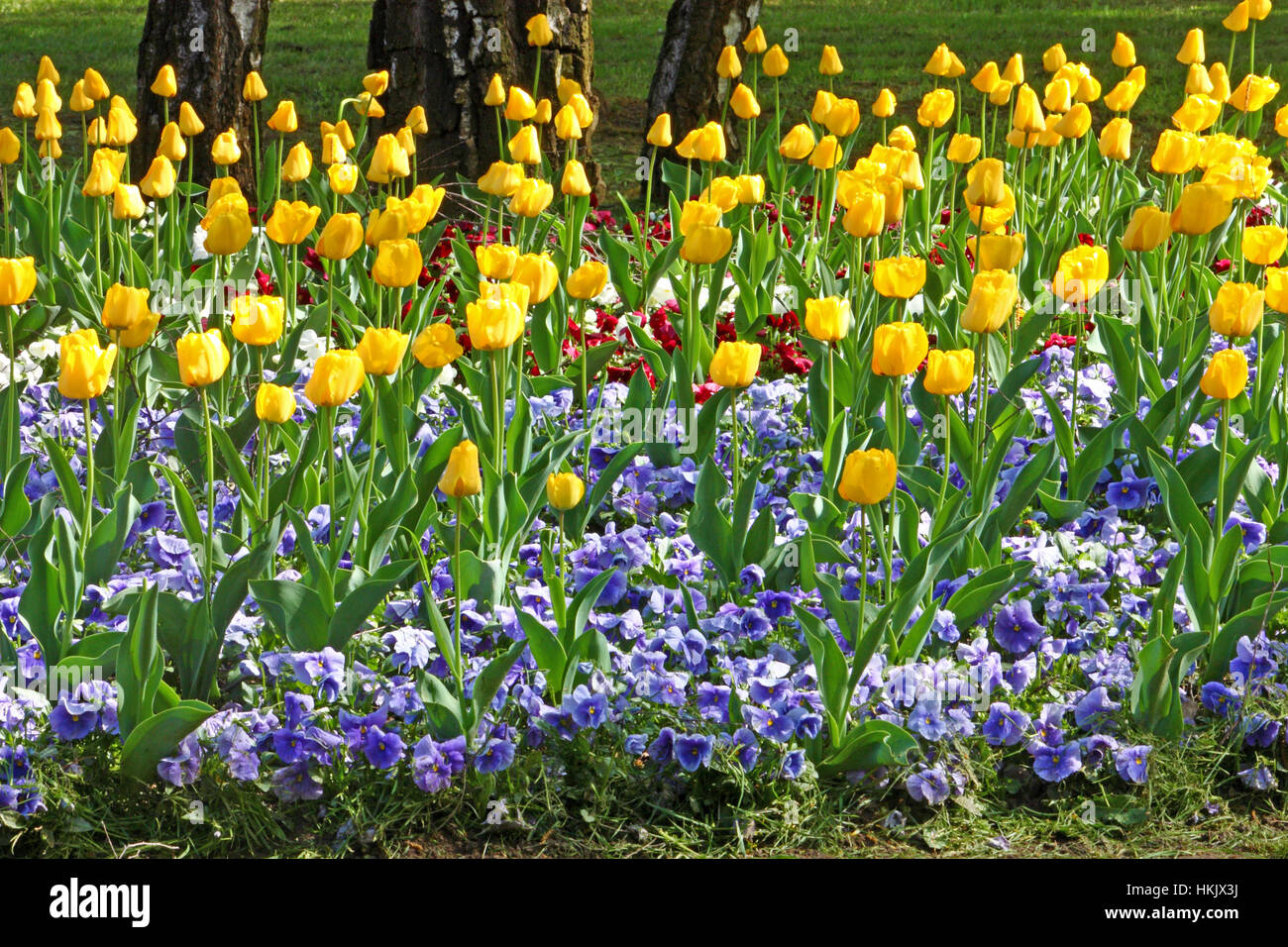 Colorful spring flowers, flower bed with pansies and tulips Stock Photo ...