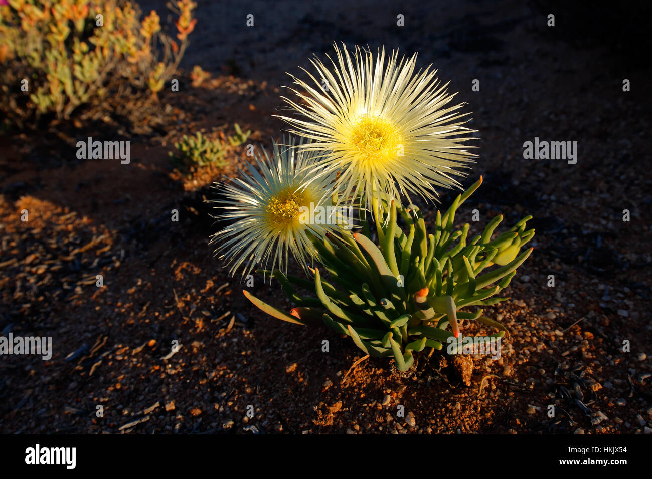 Colorful wild flowers (Conicosia elongata), Namaqualand, South Africa