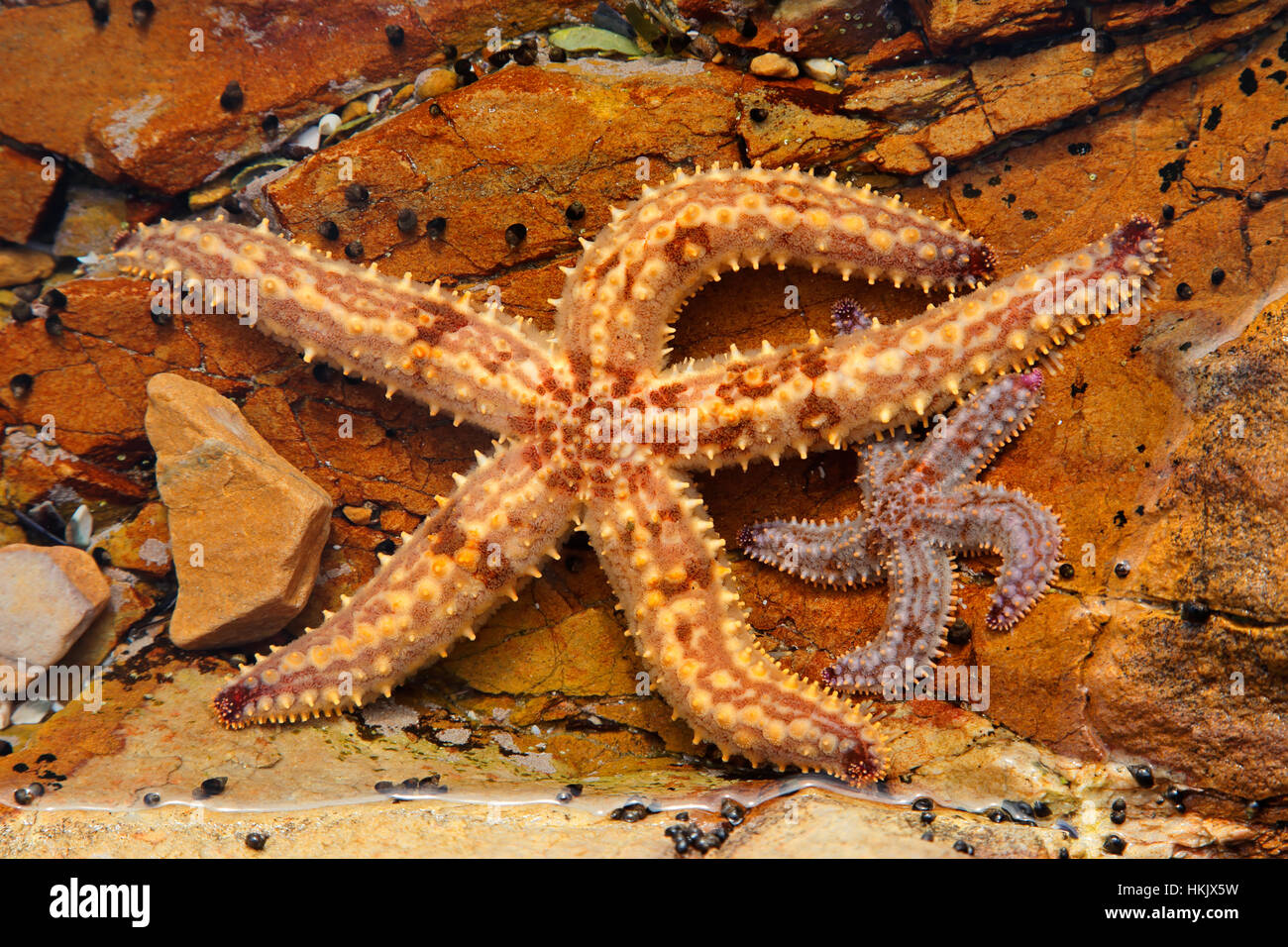 Colorful yellow starfish in a rock pool, South Africa Stock Photo