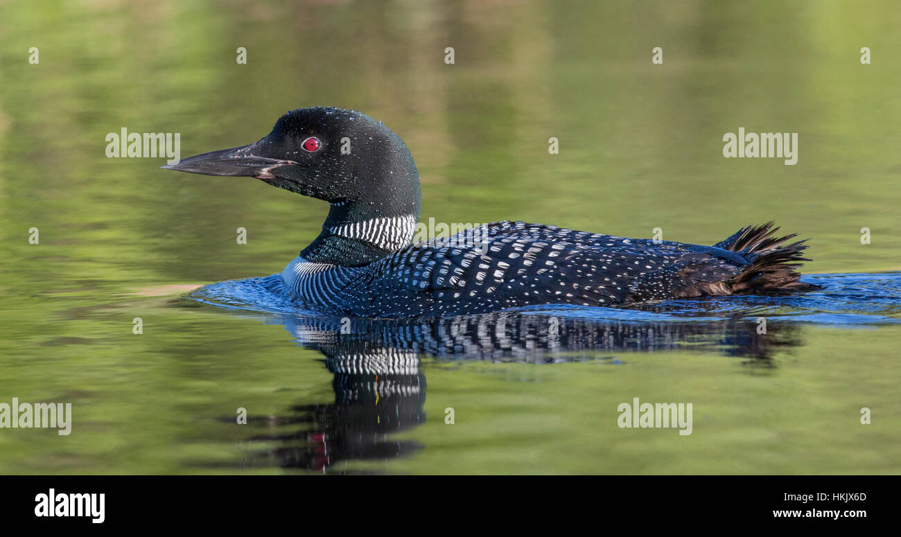 Northern loon hires stock photography and images Alamy