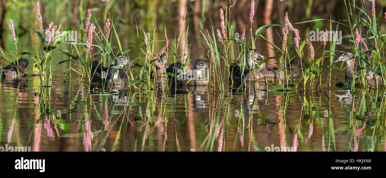 Wood duck family hiding among the smartweed Stock Photo