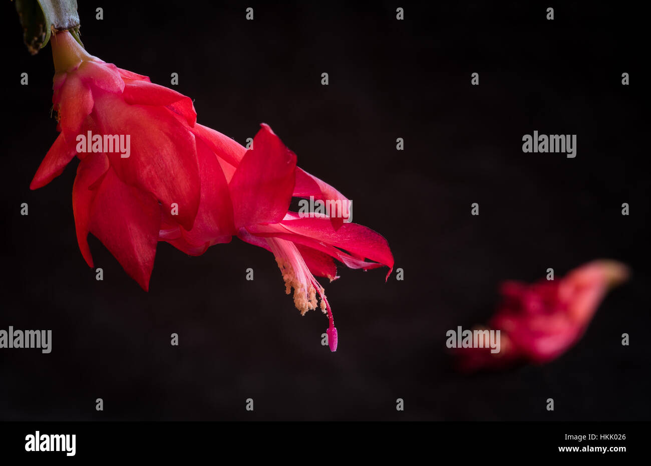 Closeup details of Red Christmas cactus flower, Schlumbergera truncata cacti ready to fall