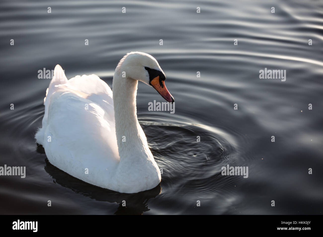 White swan swimming in shimmering water in Hyde Park Stock Photo
