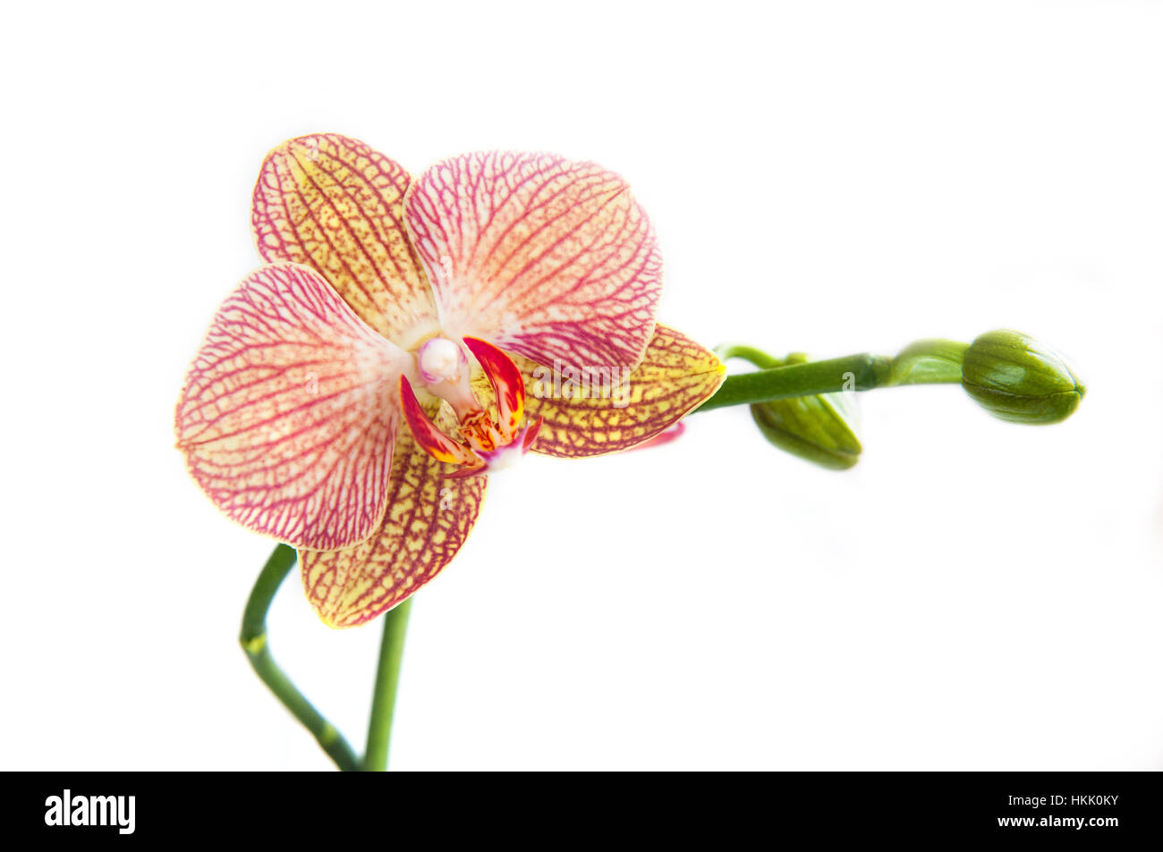 Beautiful fresh Orchid Phalaenopsis flower with stems isolated on white background. Stock Photo