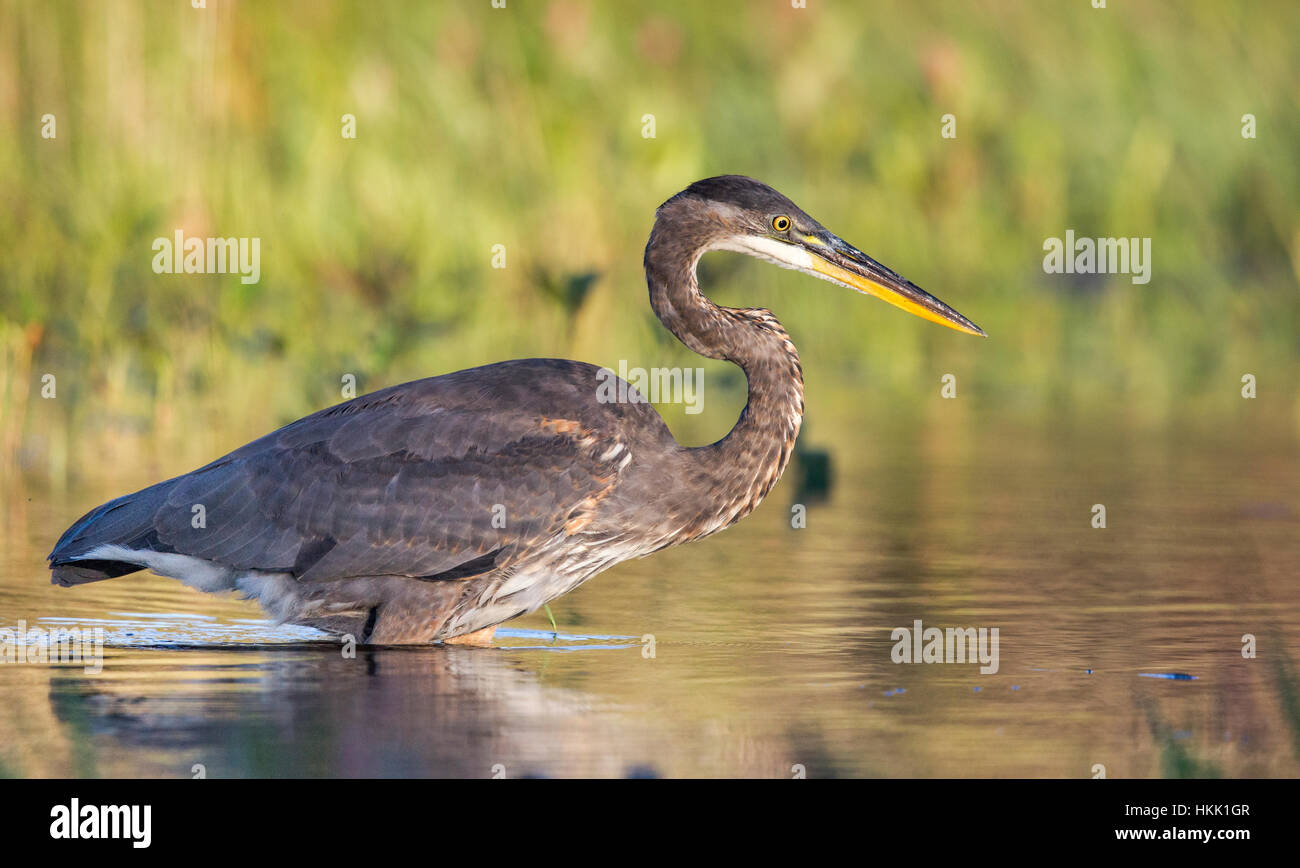 Great blue heron - juvenile Stock Photo