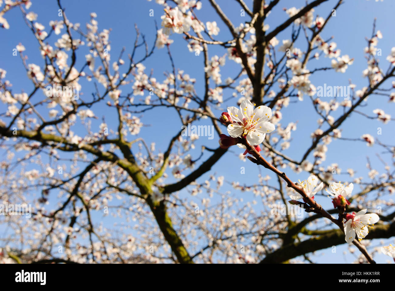 Willendorf in der Wachau Apricot blossom (apricots) in the Wachau
