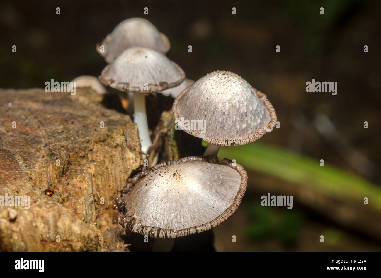 Wood Fungus Stock Photo