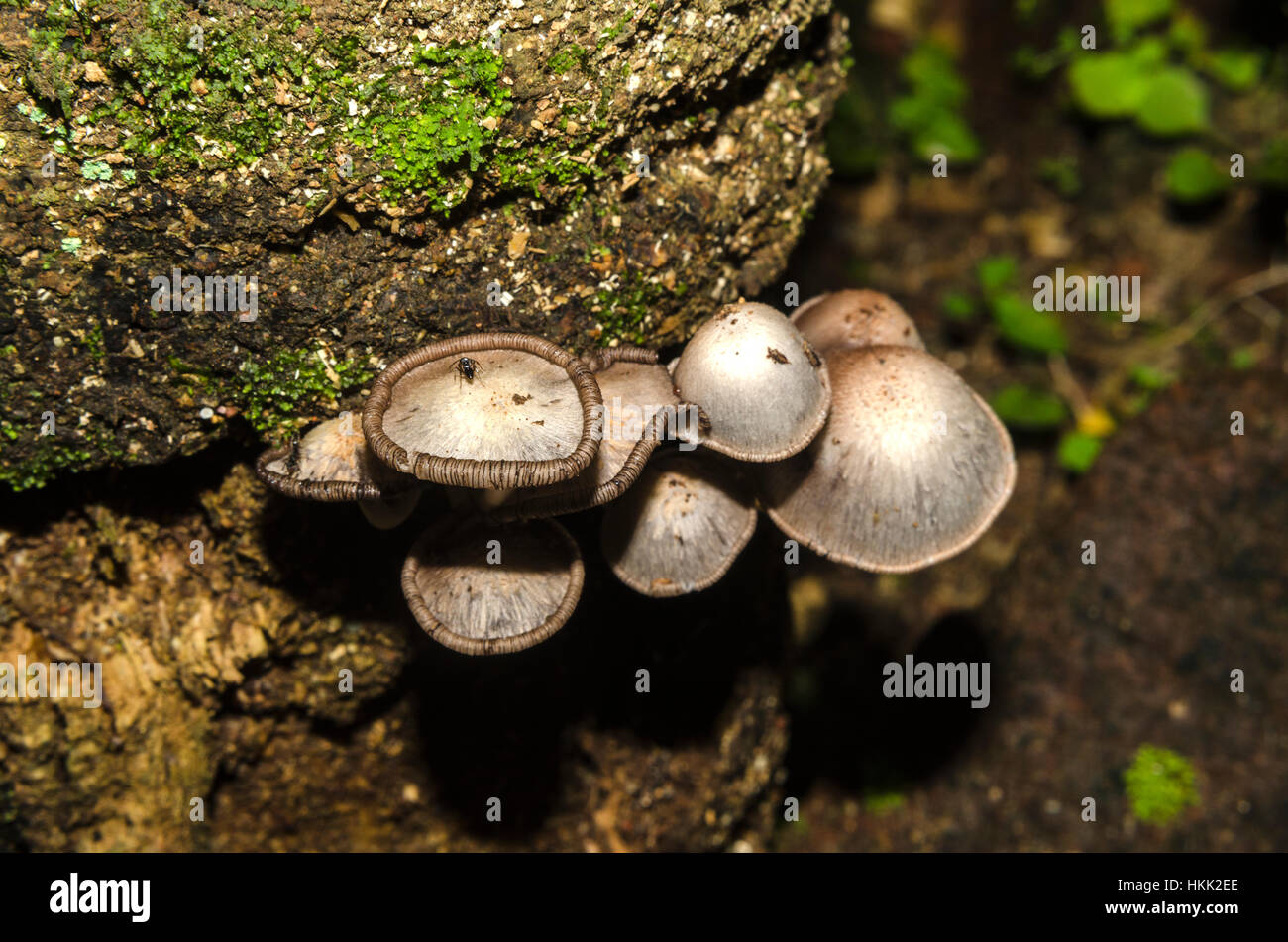 Wood Fungus Stock Photo