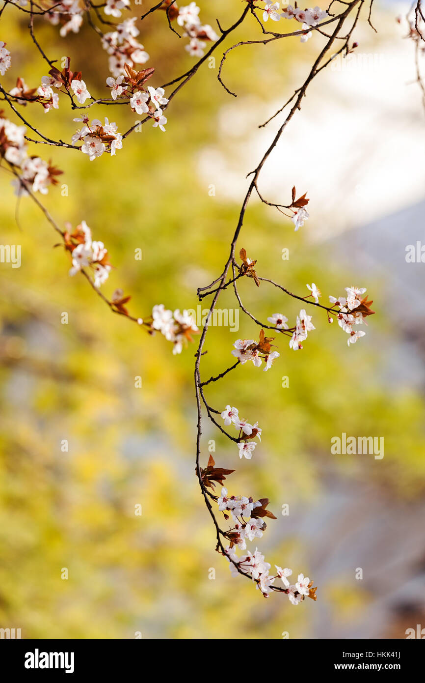 treetop with white flowers in the spring, note shallow dept of field ...