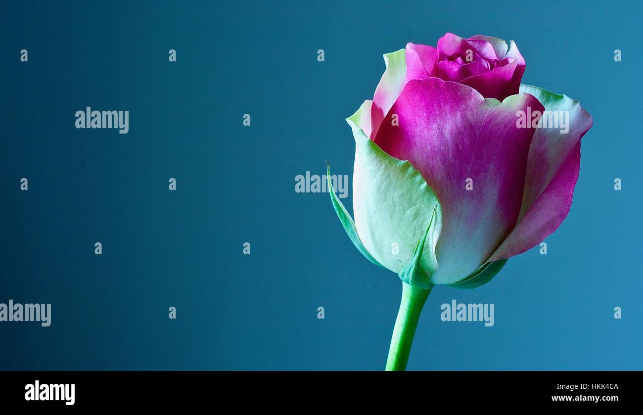 Single Pink and White Rose close up image set Stock Photo