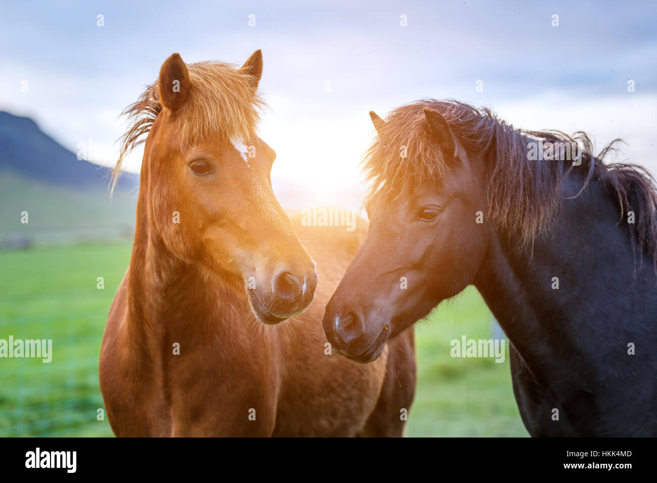 Horse head close up hi-res stock photography and images - Alamy