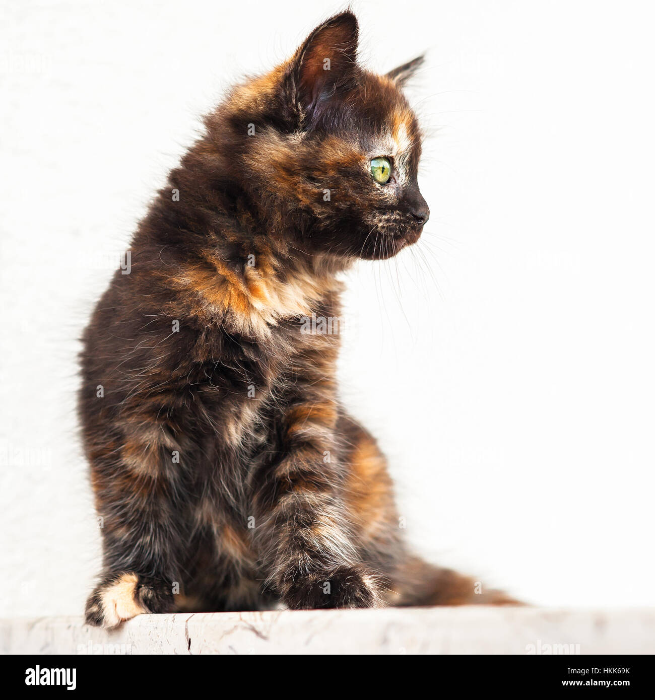 European young cat. Tortoiseshell or calico cat Stock Photo