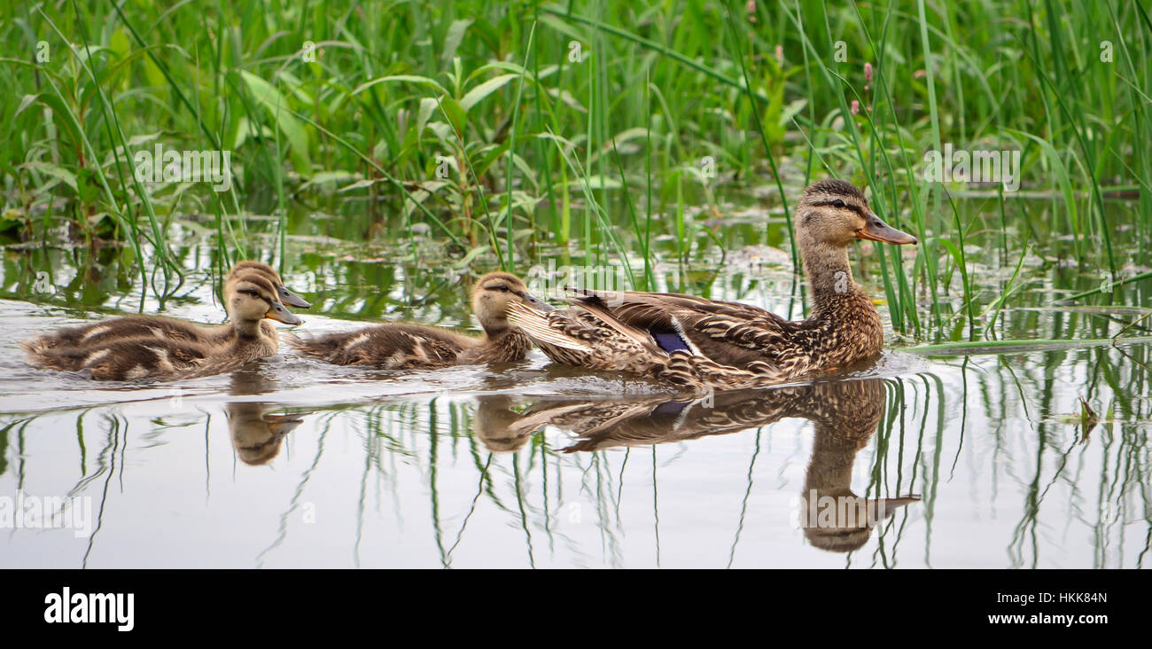 North american ducks hires stock photography and images Alamy