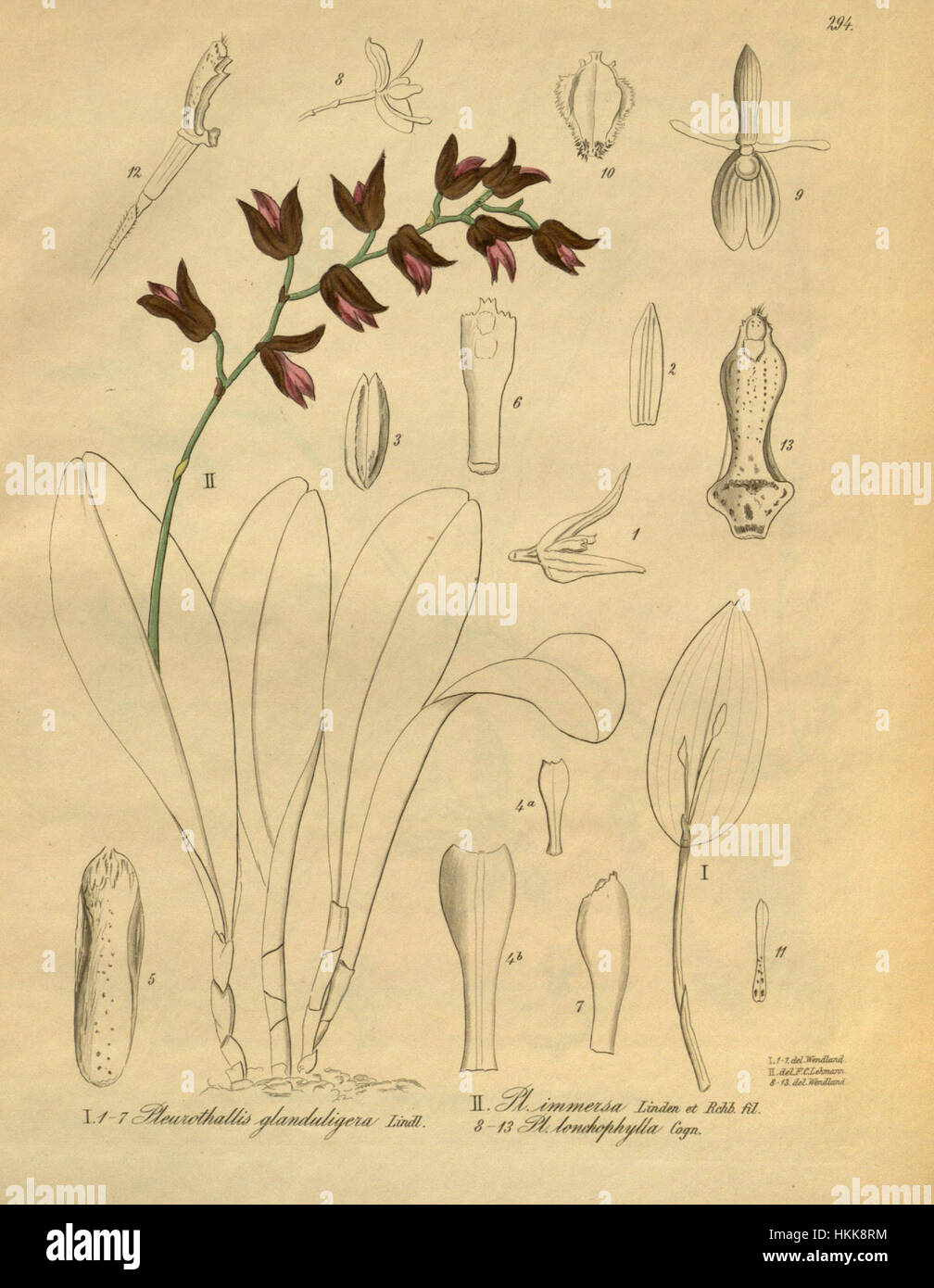 Acianthera glanduligera (as Pleurothallis glanduligera) - Stelis immersa (as Pl. immersa) - Myoxanthus lonchophyllus (as Pl. lonchofila) -Xenia 3-294 (1900) Stock Photo