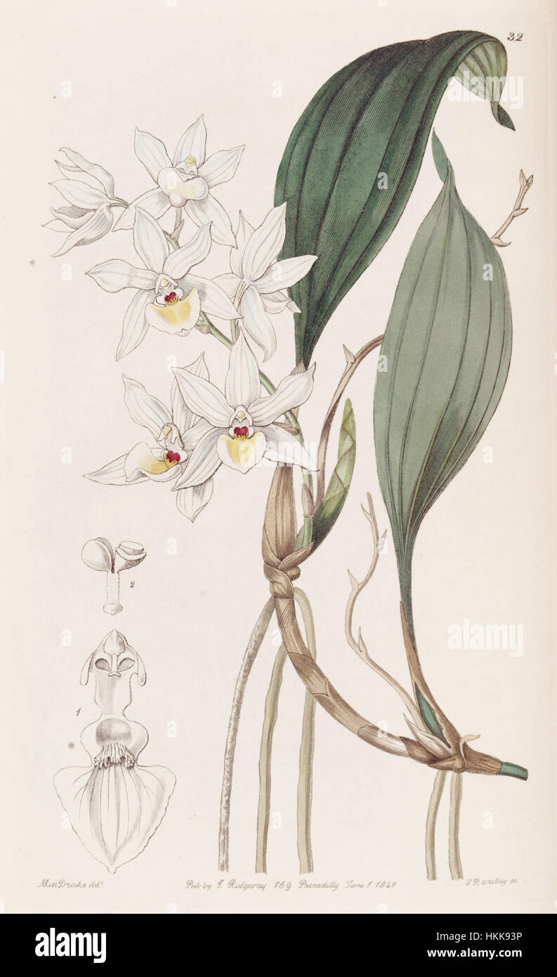 Aganisia pulchella - Edwards' vol 26 pl 32 Stock Photo
