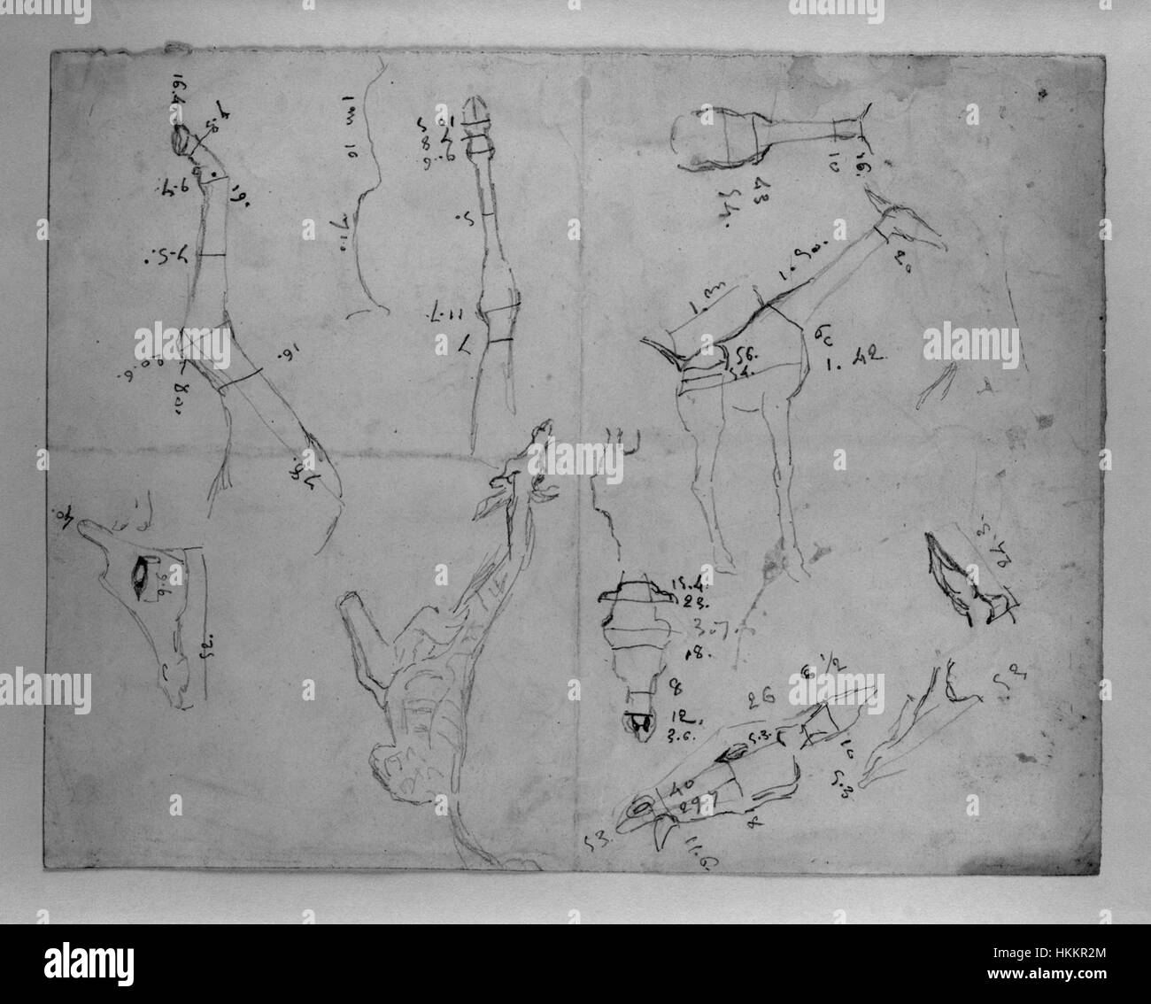 Giraffe anatomy hi-res stock photography and images - Alamy