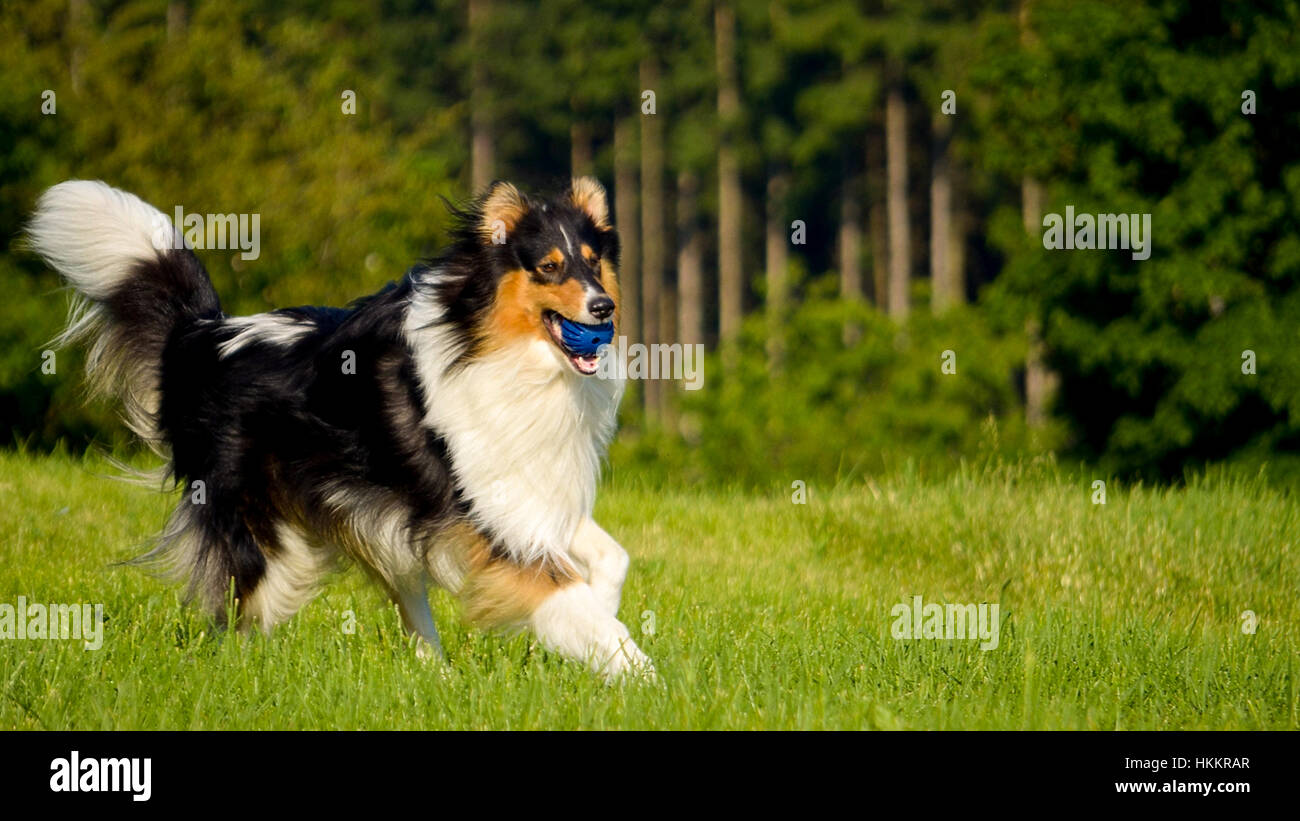 A cute dog playing with a ball Stock Photo - Alamy