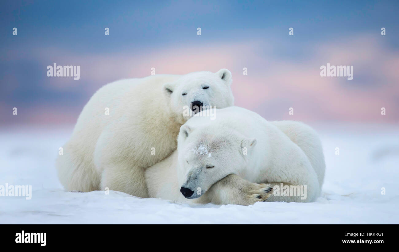 Two polar bears sleeping on the snow Stock Photo