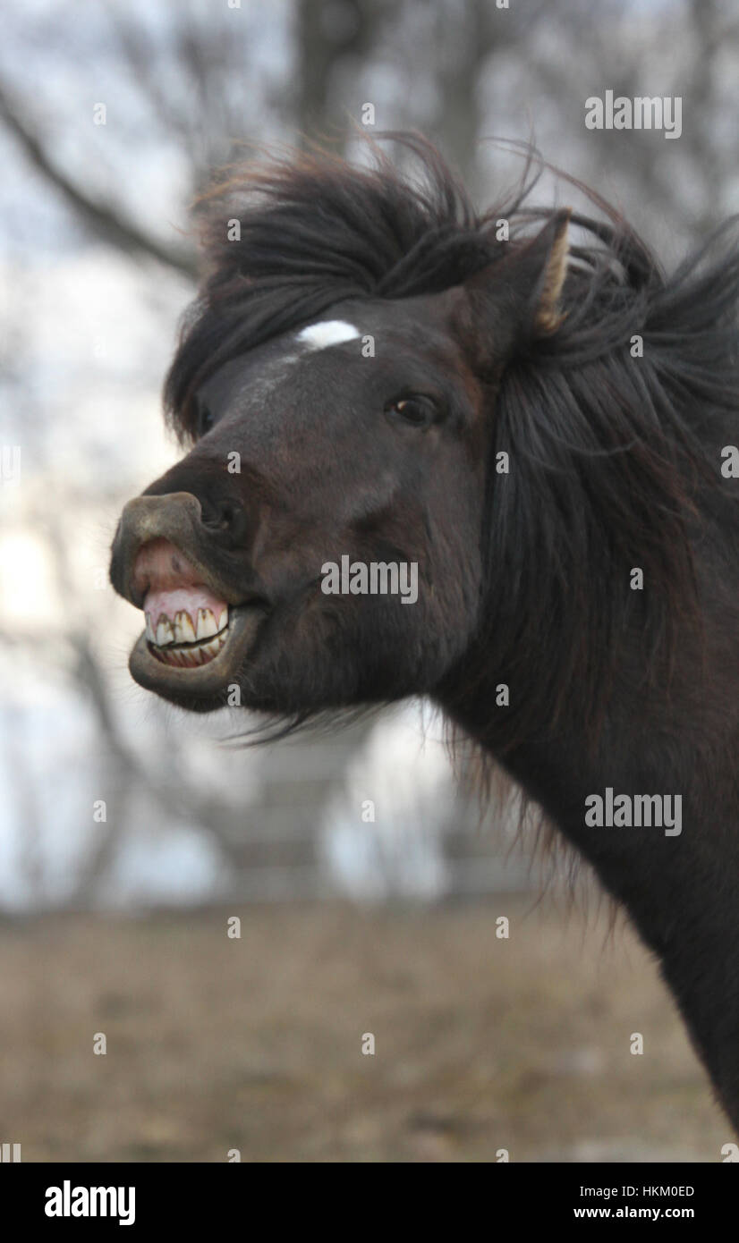 Funny brown mare white star hi-res stock photography and images - Alamy