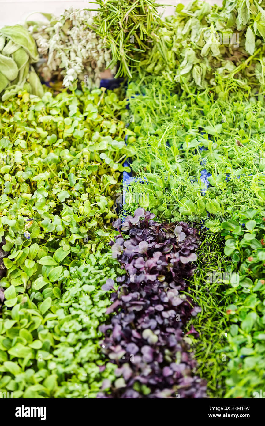 kinds of herbs at the fair, note shallow depth of field Stock Photo - Alamy