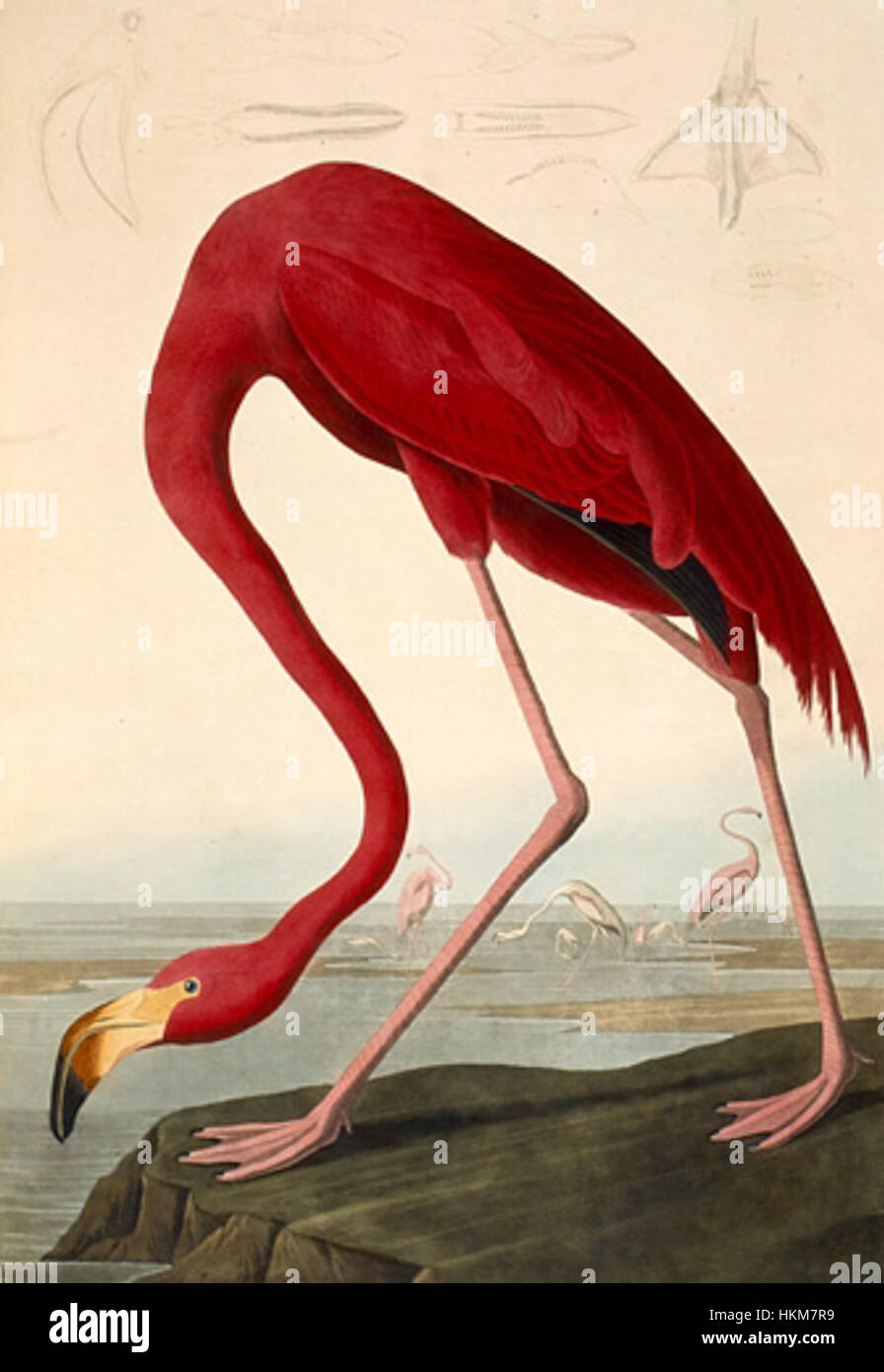 Audubon-Flamingo Stock Photo