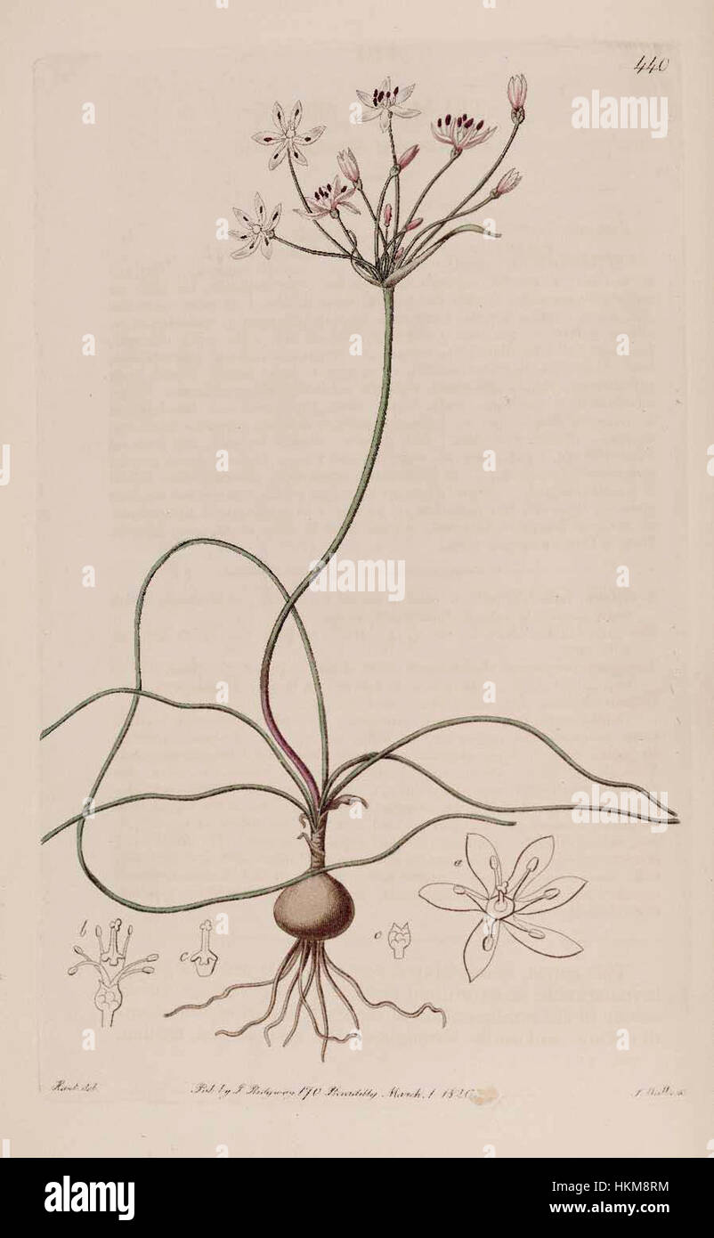 440 Strumaria tenella subsp. tenella Stock Photo