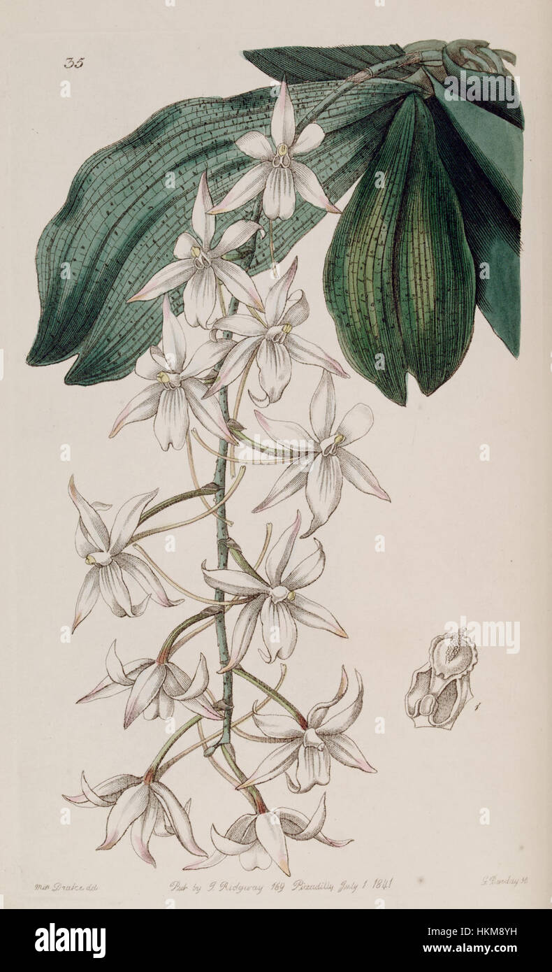 Aerangis biloba (as Angraecum bilobum) - Edwards vol 27 (NS 4) pl 35 (1841) Stock Photo