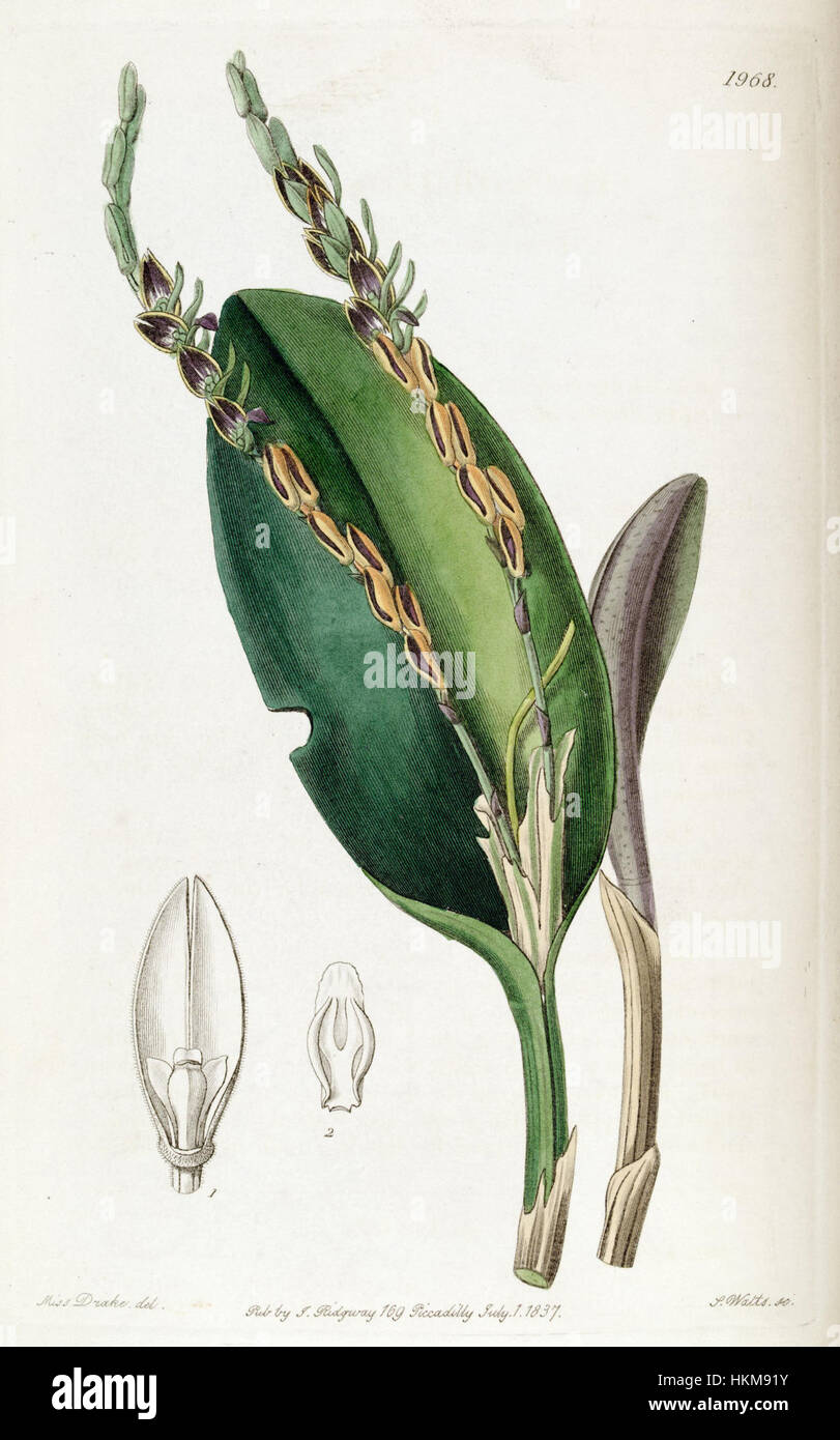 Acianthera saurocephala (as Pleurothallis saurocephala) Edwards vol