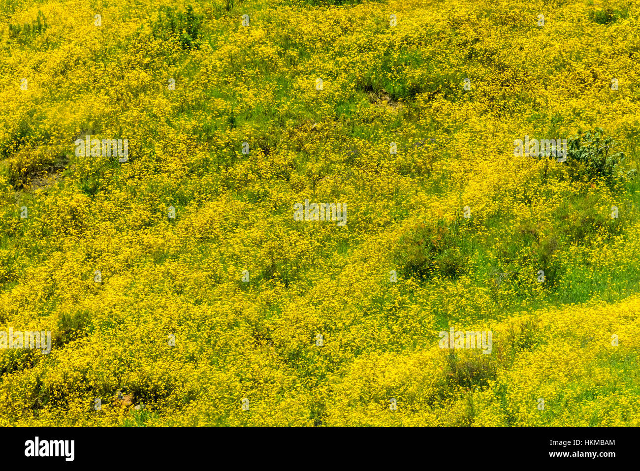 Meskel flowers in blossom, Ethiopia Stock Photo