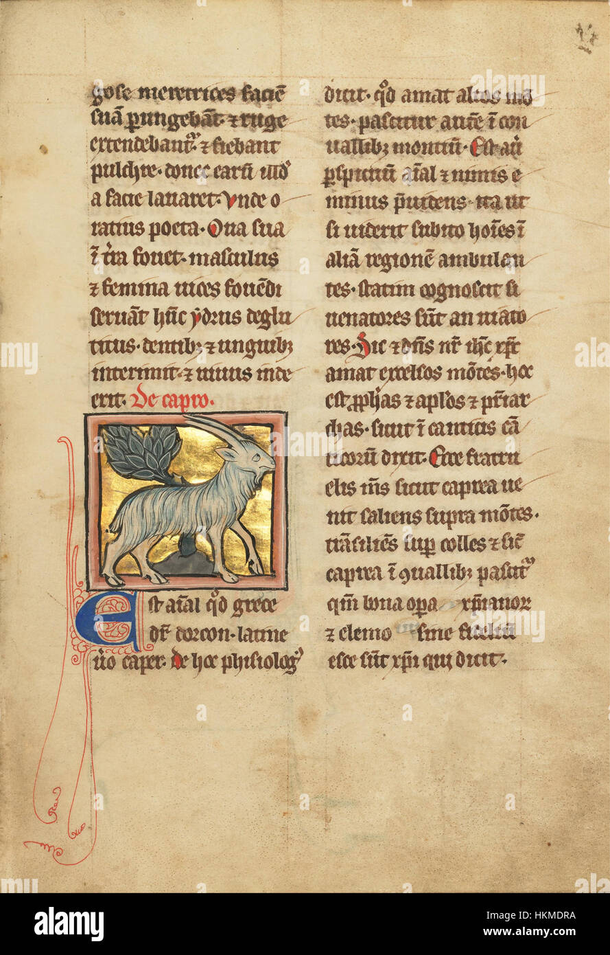 This artwork titled 'A Goat' depicts a simple, yet detailed, study of a ...