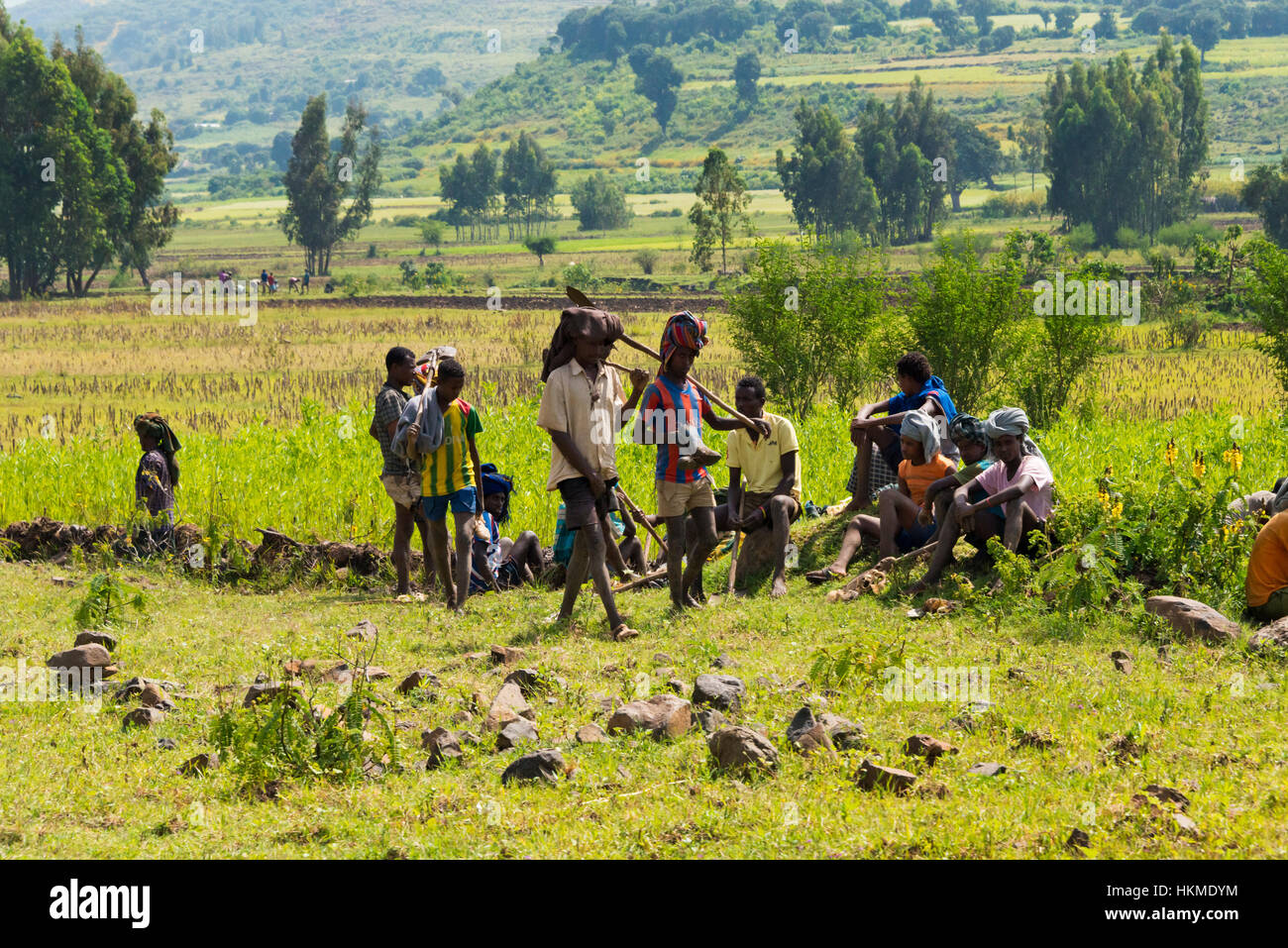 Farmers working in teff field, Bahir Dar, Ethiopia Stock Photo