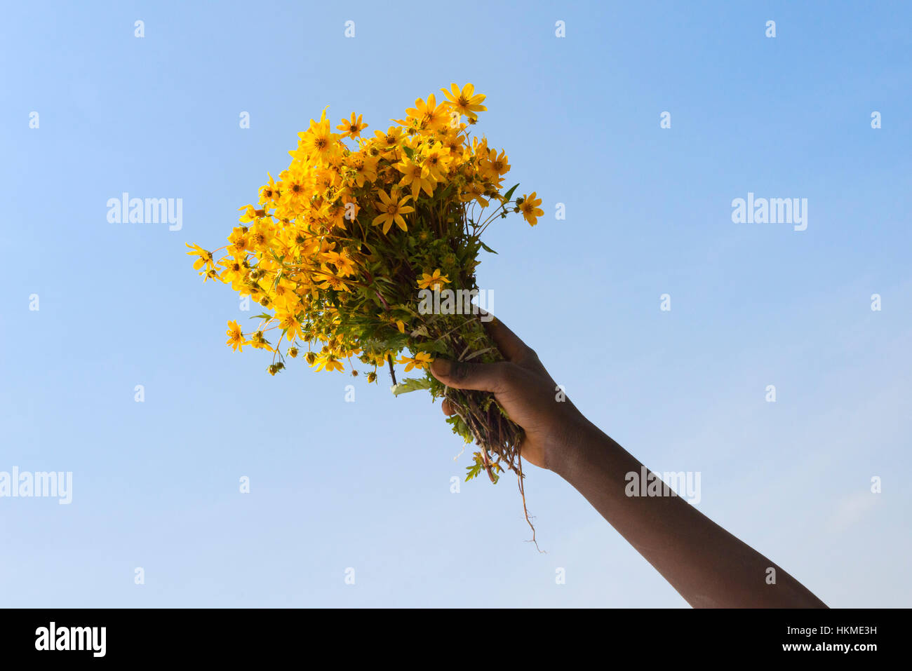 Hand holding a bundle of meskel flowers, Bahir Dar, Ethiopia Stock Photo