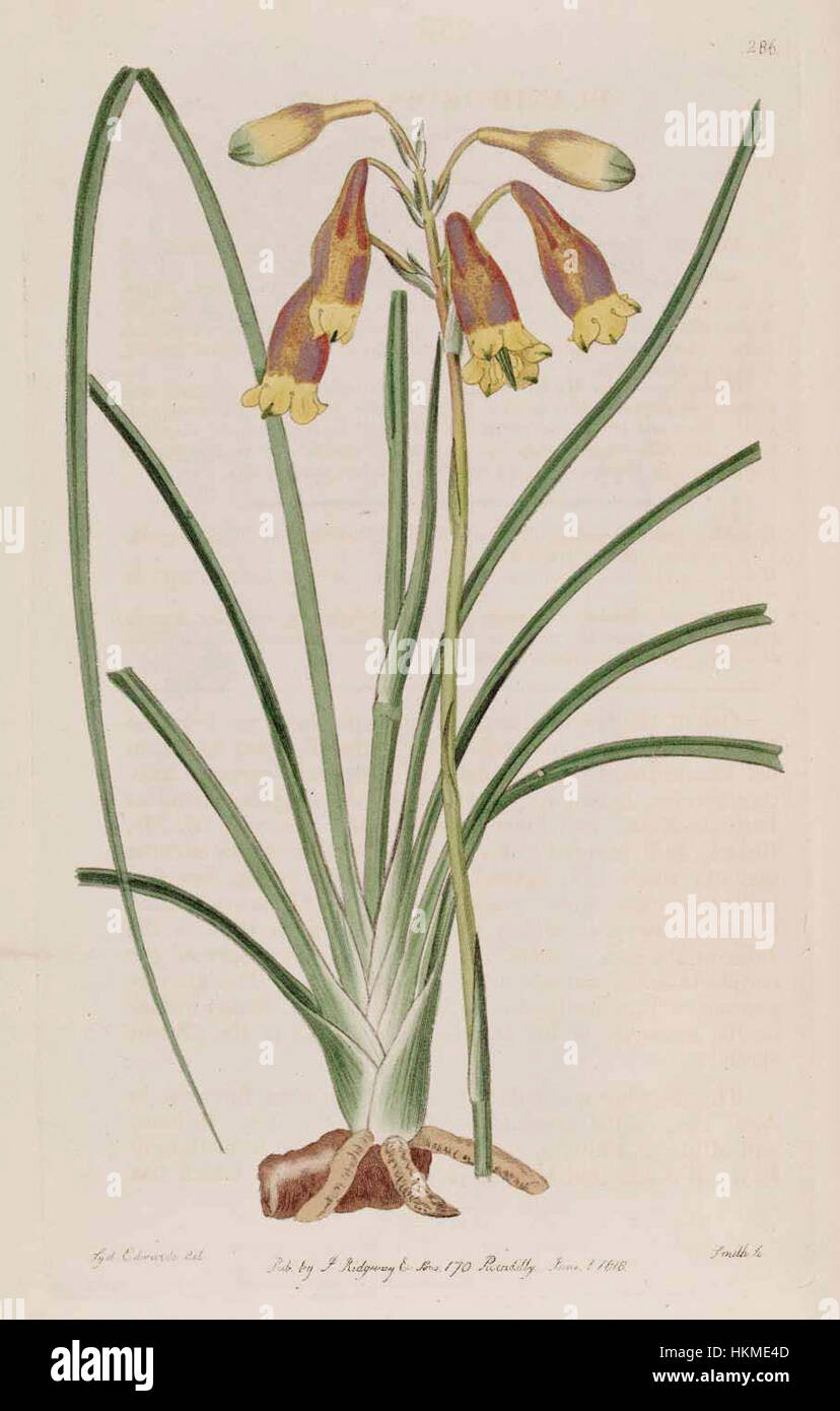 Blandfordia nobilis hi-res stock photography and images - Alamy