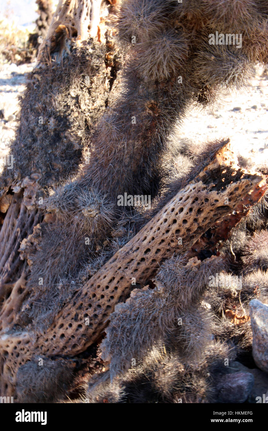 Close up of a dried out Cholla Cactus riddled with holes at Cholla