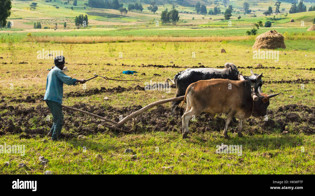 Farmer plough with cow in the farmland, Gondar, Ethiopia Stock Photo
