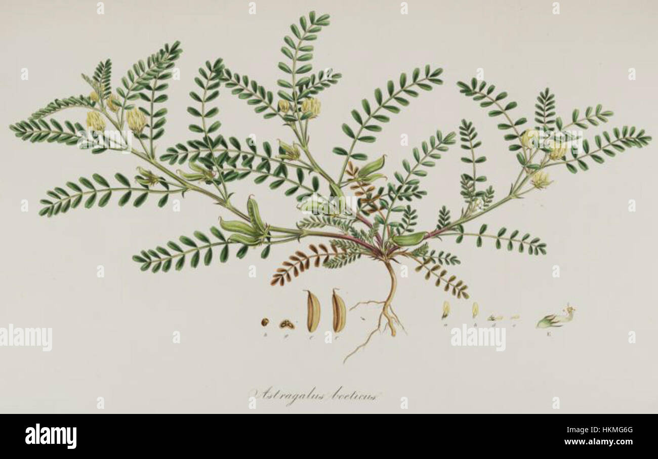 Astragalus boeticus, Flora Graeca Stock Photo