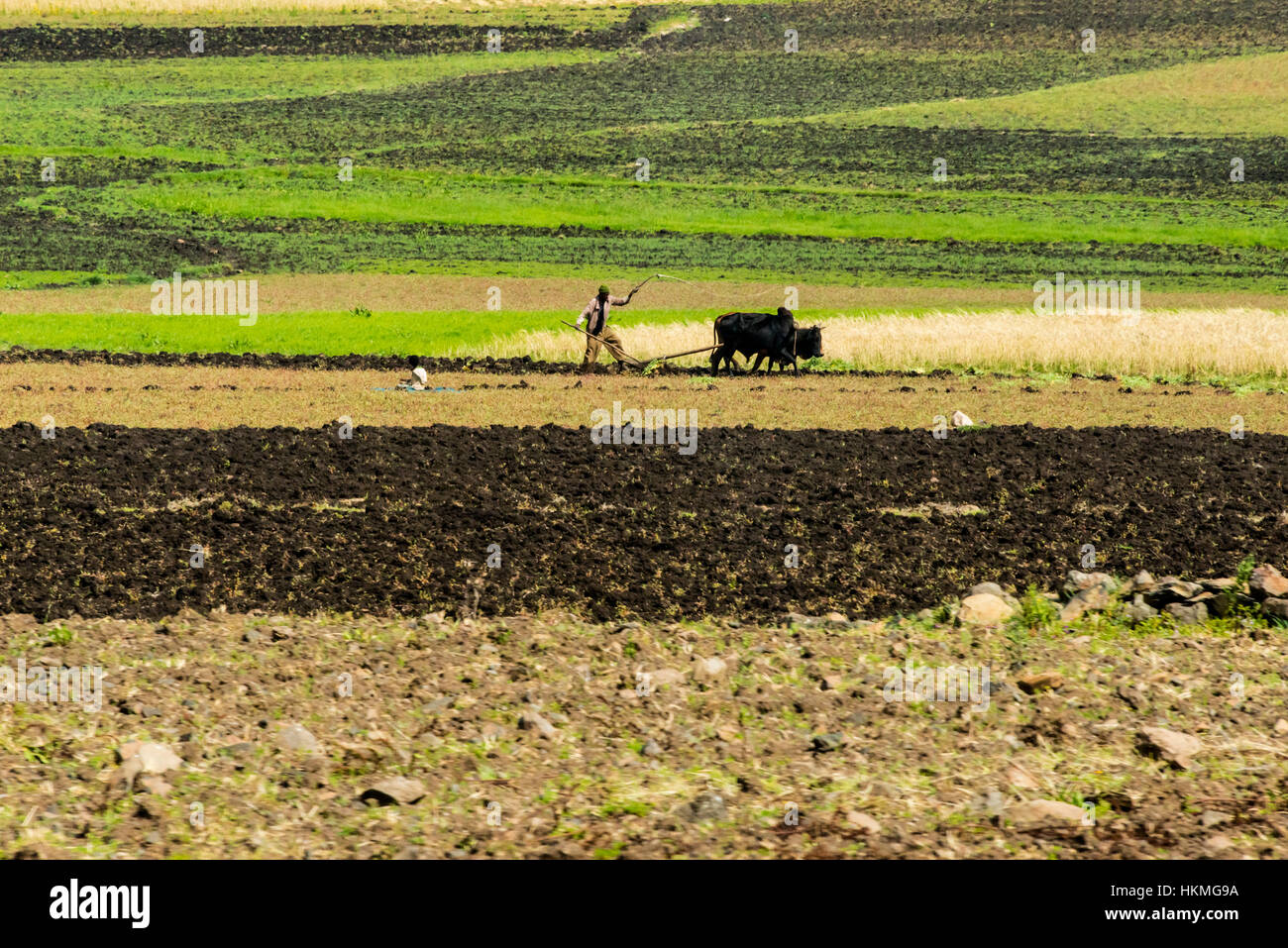 Farmer ploughing with cow on farmland, Gondar, Ethiopia Stock Photo Alamy