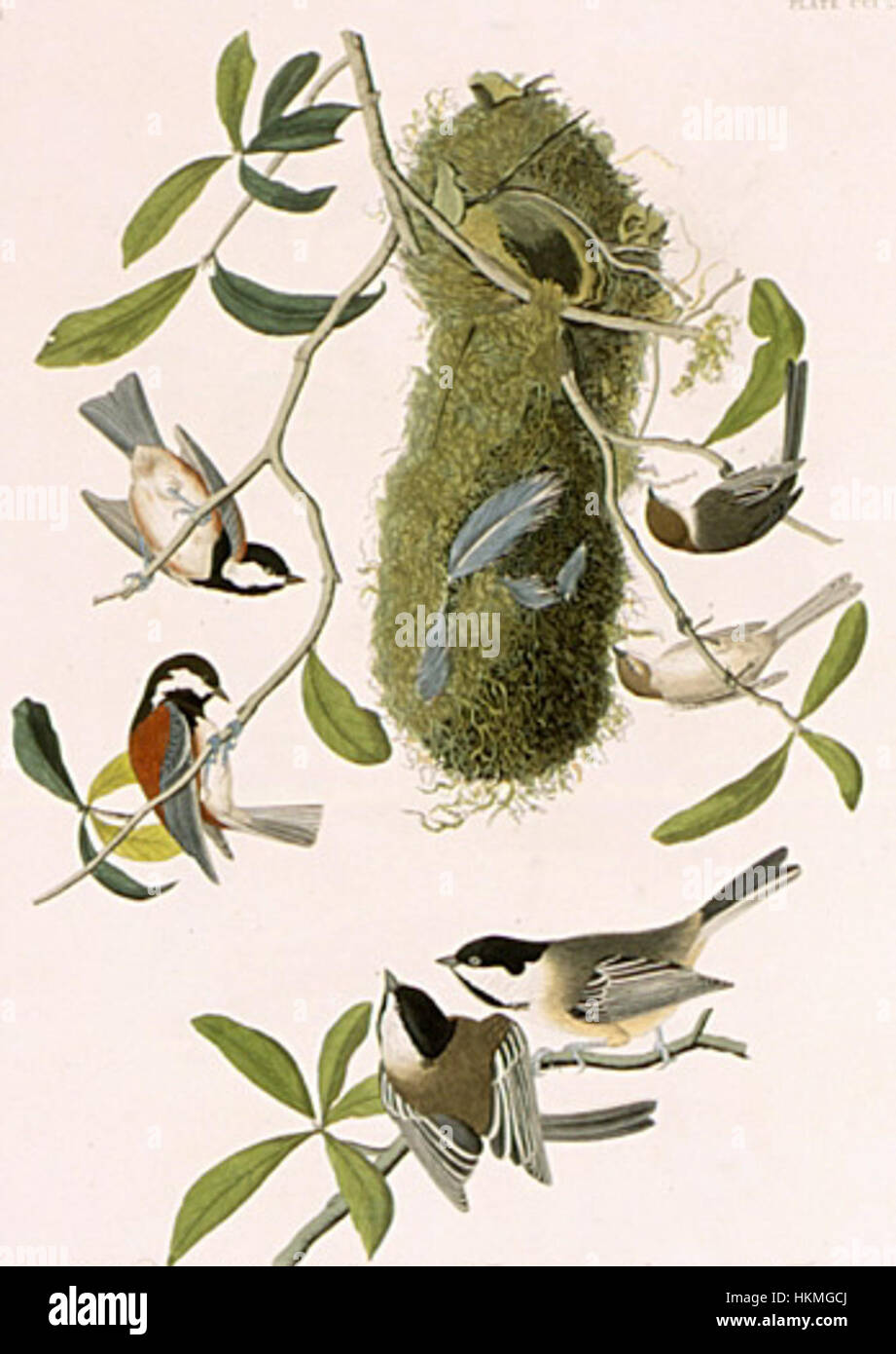 Audubon drawing hires stock photography and images Alamy